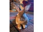 Adopt Valentina a Palomino / Mixed rabbit in Philadelphia, PA (35238963)