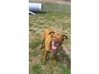 Adopt Raine a Brown/Chocolate Labrador Retriever / Mixed dog in Huntingdon