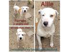 Adopt Allie a Brown/Chocolate Mixed Breed (Medium) / Mixed dog in Boaz