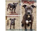 Adopt Angel a Black Mixed Breed (Medium) / Mixed dog in Boaz, AL (37779075)
