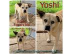 Adopt Yoshi a Tan/Yellow/Fawn Mixed Breed (Medium) / Mixed dog in Boaz