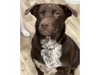 Adopt Alcova a Brown/Chocolate - with White Labrador Retriever / Cattle Dog /