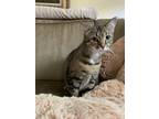 Adopt Moose a Spotted Tabby/Leopard Spotted Domestic Shorthair / Mixed cat in
