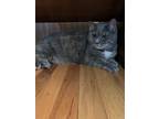 Adopt Kit a Spotted Tabby/Leopard Spotted Calico cat in Voorhees, NJ (35240423)
