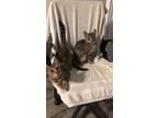 Adopt Cider and Maple a Spotted Tabby/Leopard Spotted Domestic Shorthair / Mixed