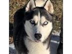 Adopt Keegan a Black Siberian Husky / Mixed dog in Carol Stream, IL (35241603)