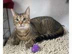 Adopt Moo a Brown Tabby Domestic Shorthair / Mixed (short coat) cat in Panama