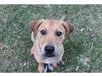 Adopt Mocha a Tan/Yellow/Fawn - with Black Labrador Retriever / Mixed Breed