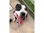 Adopt Junior a Black - with White Pit Bull Terrier / Mixed Breed (Medium) /