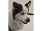 Adopt ACE a White - with Black Siberian Husky / Mixed dog in Valencia