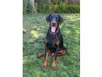 Adopt Zuko a Black - with Brown, Red, Golden, Orange or Chestnut Doberman