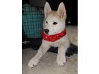 Adopt Puppy RUBY a Red/Golden/Orange/Chestnut - with White Siberian Husky /