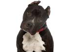 Adopt Cyrus a Black - with White Staffordshire Bull Terrier / Mixed dog in Santa