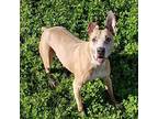 Adopt Darci a Red/Golden/Orange/Chestnut - with White Boxer / Mixed dog in