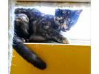 Adopt ROSEBUD a Tortoiseshell Domestic Shorthair (short coat) cat in Owenboro