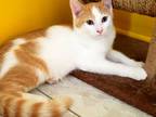 Adopt PATCH a Orange or Red (Mostly) Domestic Shorthair (short coat) cat in