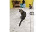 Adopt LIL GREY a Gray, Blue or Silver Tabby Domestic Shorthair (short coat) cat