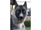 Adopt ONYX a Black - with Gray or Silver Siberian Husky / Mixed dog in Valencia
