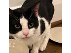 Adopt Bob a All Black Domestic Shorthair / Mixed cat in Laurel, MD (37781426)