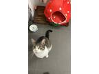 Adopt Romina a Gray, Blue or Silver Tabby Domestic Shorthair (short coat) cat in