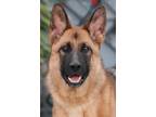 Adopt Ada von Aichach a Black - with Tan, Yellow or Fawn German Shepherd Dog /