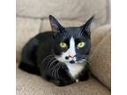 Adopt Mischief a All Black Domestic Shorthair / Domestic Shorthair / Mixed cat