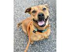 Adopt Lydia a Red/Golden/Orange/Chestnut - with Black Pit Bull Terrier / Mixed