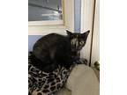 Adopt Mitzie a Tortoiseshell Domestic Shorthair (short coat) cat in New