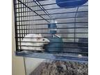 Adopt Bean a White Mouse (short coat) small animal in Sharon Center