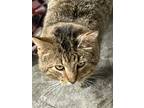 Adopt Arnold a Brown Tabby Domestic Shorthair (short coat) cat in Byron Center