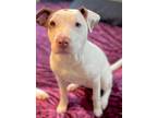 Adopt Rosalie (Courtsey Post) a Tan/Yellow/Fawn - with White American Pit Bull