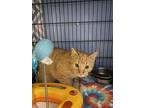 Adopt Mac a Orange or Red Tabby Domestic Shorthair (short coat) cat in New