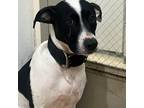 Adopt Sky a Black Dalmatian / Mixed dog in St. Thomas, VI (37783405)
