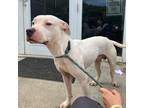 Adopt Ethen a White - with Tan, Yellow or Fawn Mixed Breed (Medium) / Mixed dog