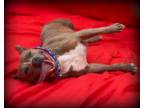 Adopt Clementine a Brindle - with White American Pit Bull Terrier / Mixed dog in