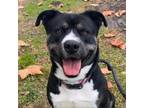 Adopt Delaware a Black Shepherd (Unknown Type) / Pit Bull Terrier / Mixed dog in