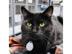 Adopt Annie a All Black Domestic Shorthair / Mixed cat in SHERIDAN
