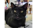 Adopt Gabby a All Black Domestic Shorthair / Mixed cat in SHERIDAN