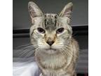 Adopt Caesar a Tiger Striped Domestic Shorthair / Mixed cat in SHERIDAN