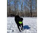 Adopt Becky - in New England a Black - with White Labrador Retriever / Mixed dog
