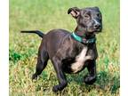 Adopt Jaxx a Black American Pit Bull Terrier / Mixed (short coat) dog in Justin