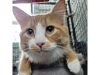 Adopt Max a Orange or Red Domestic Mediumhair / Mixed cat in Union City