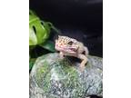 Adopt Stubs a Gecko reptile, amphibian, and/or fish in Kalamazoo, MI (32543525)