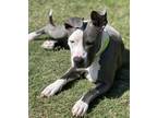 Adopt Sage a Gray/Blue/Silver/Salt & Pepper American Pit Bull Terrier / Mixed