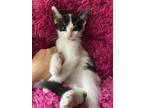 Adopt Pandy a American Shorthair / Mixed cat in Calimesa, CA (32155573)