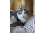 Adopt Cherry a Gray, Blue or Silver Tabby Domestic Shorthair (short coat) cat in