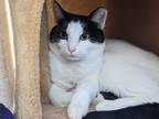 Adopt Randy a Black & White or Tuxedo Domestic Shorthair (short coat) cat in