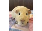 Adopt Sid a Blonde Guinea Pig small animal in Peace Dale, RI (31054098)