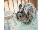 Adopt Jameson a Chinchilla Chinchilla, Standard / Mixed (medium coat) rabbit in