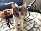 Adopt Reya (Courtesy Post) a Calico or Dilute Calico Domestic Shorthair (short